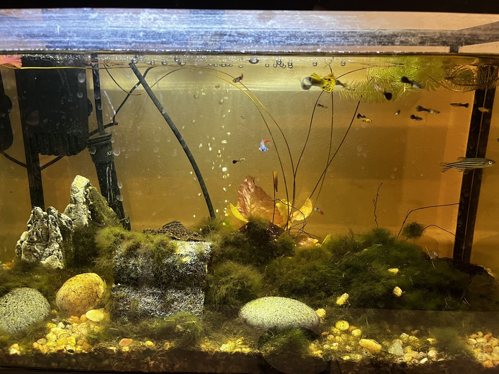 Aquarium With Fish And Gear