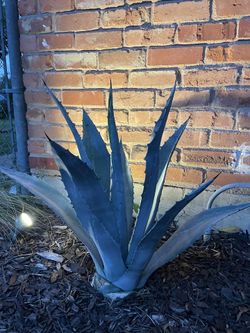 Agave Americana