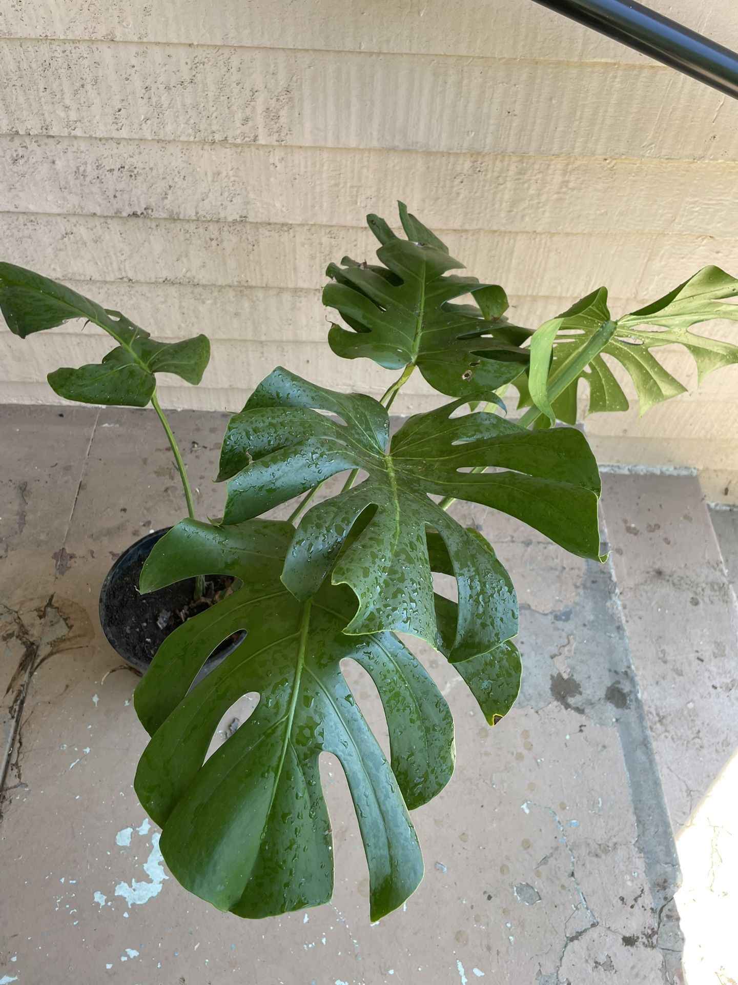 Big Monstera Delisiosa Plant