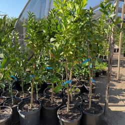 Lisbon Lemon Trees 🍋🌳/ Árboles De Limón amarillos Lisbon  🍋🌳$70.00 each 