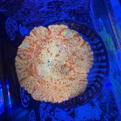 Reef Tank