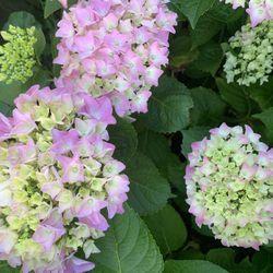 Hydrangea Plants 