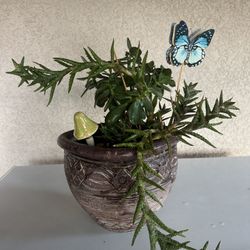 Plantita De Suculentas Muy Bonita 