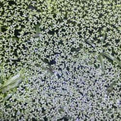 Duckweed For Aquariums Or Ponds 