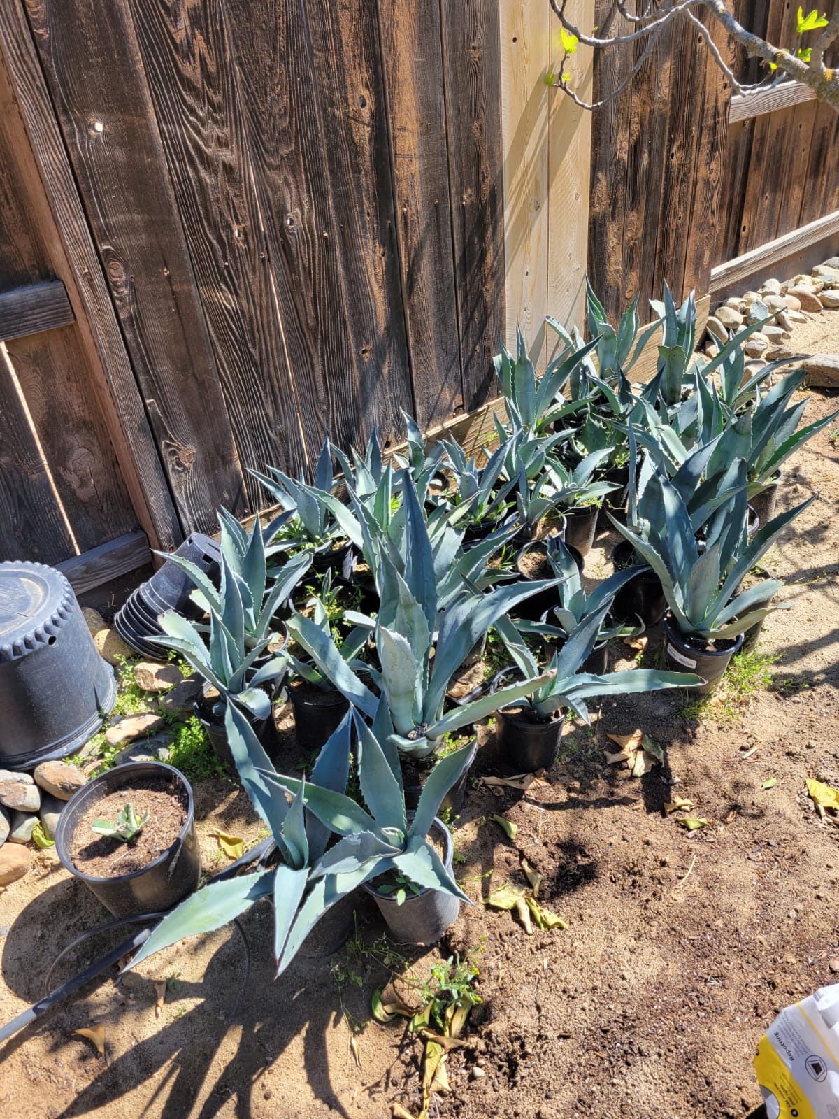 Maguey Plants