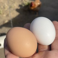 Hmu Fresh 🥚 $6 (Sanger)