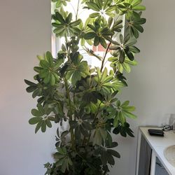 Dwarf Umbrella Plant Faux