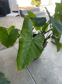 Medium to large Elephant Ear plant