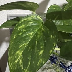 Indoor Plants 🪴 Ready for planting