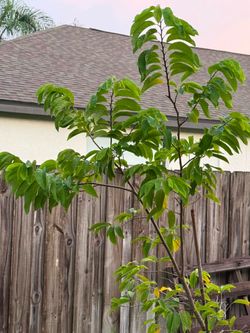 15g sugar apple tree for sale