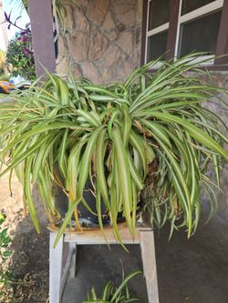 Spider plant
