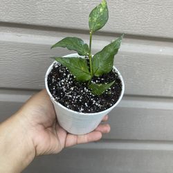 4” hoya polyneura