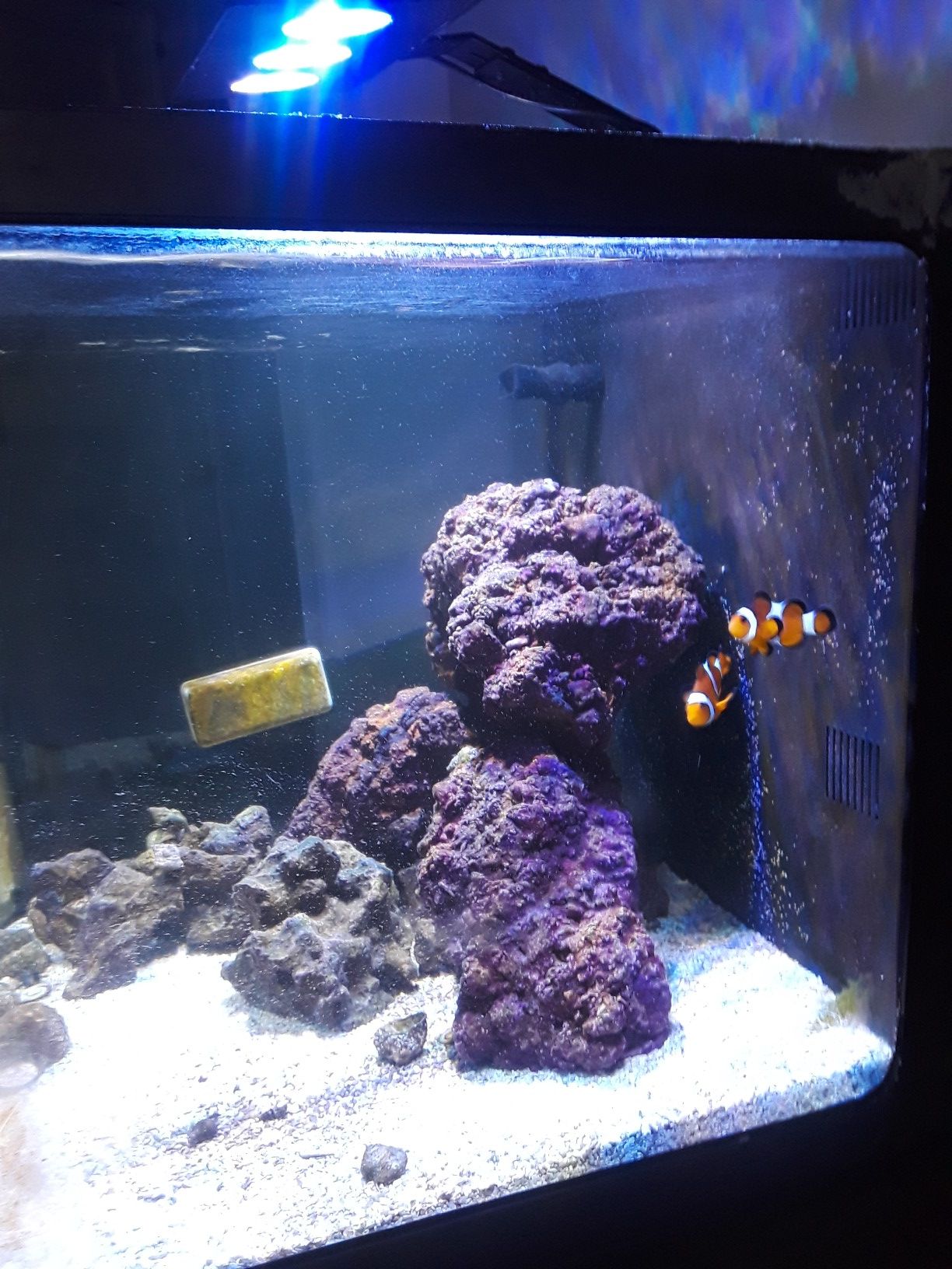 Biocube fish tank