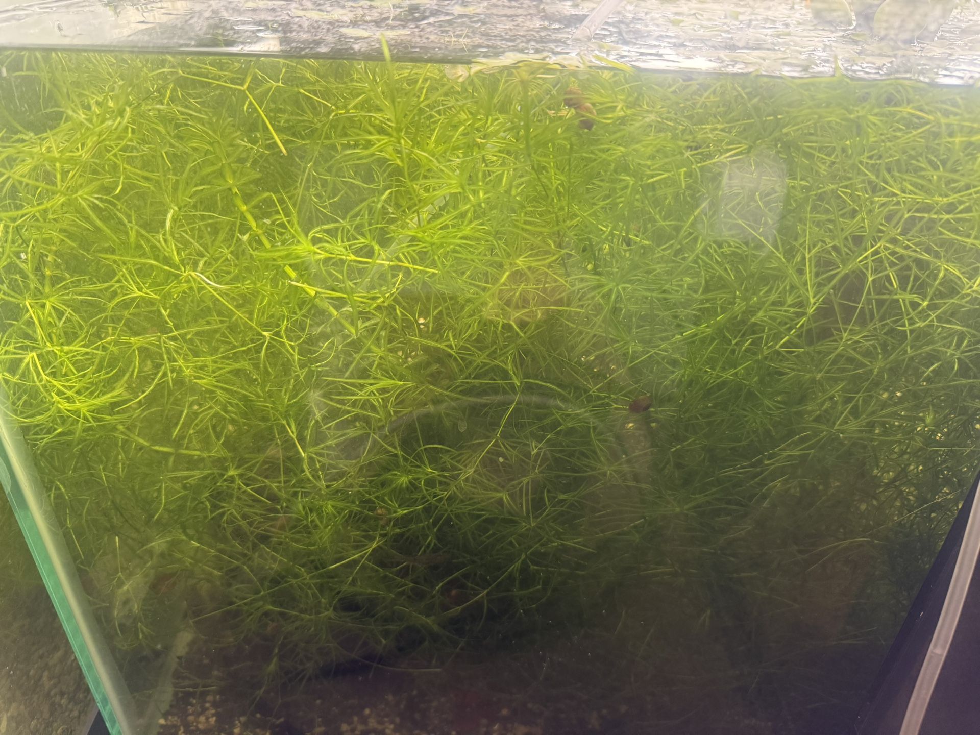 Guppy Grass 
