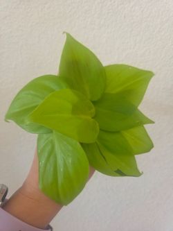 Philodendron Lemon Lime Plant Cuttings