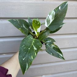 4” White Princess Philodendron 
