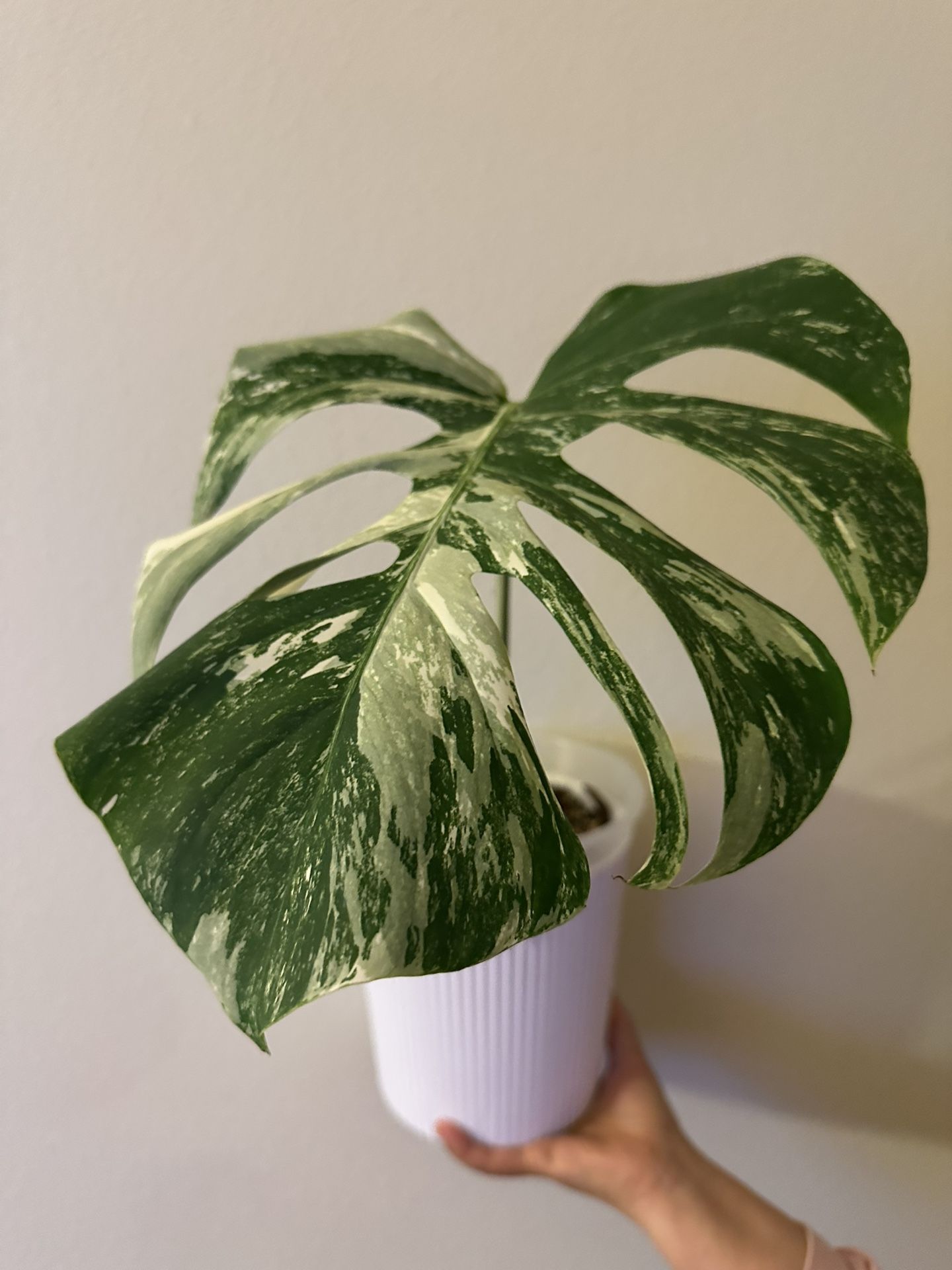 Monstera Albo Cutting | Rooted | Nice Variegation | Rare Plants M2