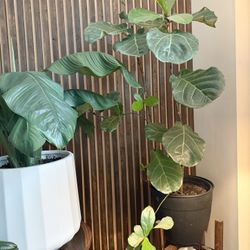 fiddle leaf fig tree -plant