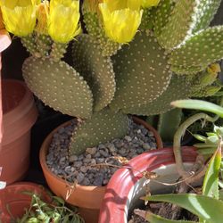 Bunny Ear Cactus