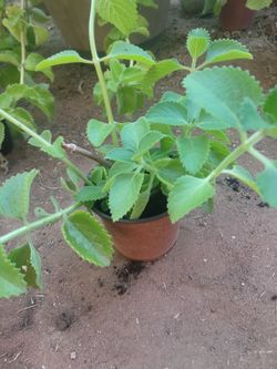 Cuban oregano plant