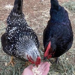 Organic Eggs $5 - Dozen