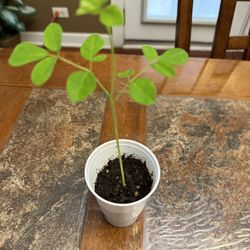 Organic Non Gmo Moringa Seedling. Tree Of Life. Entire plant is edible and nutritious.