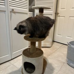 Animal Planet Cat Tower with Scratch Posts