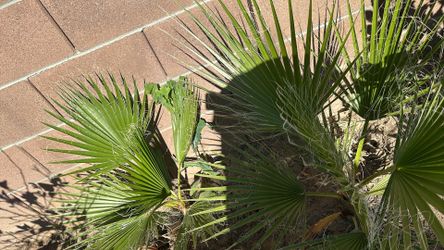 Palms
