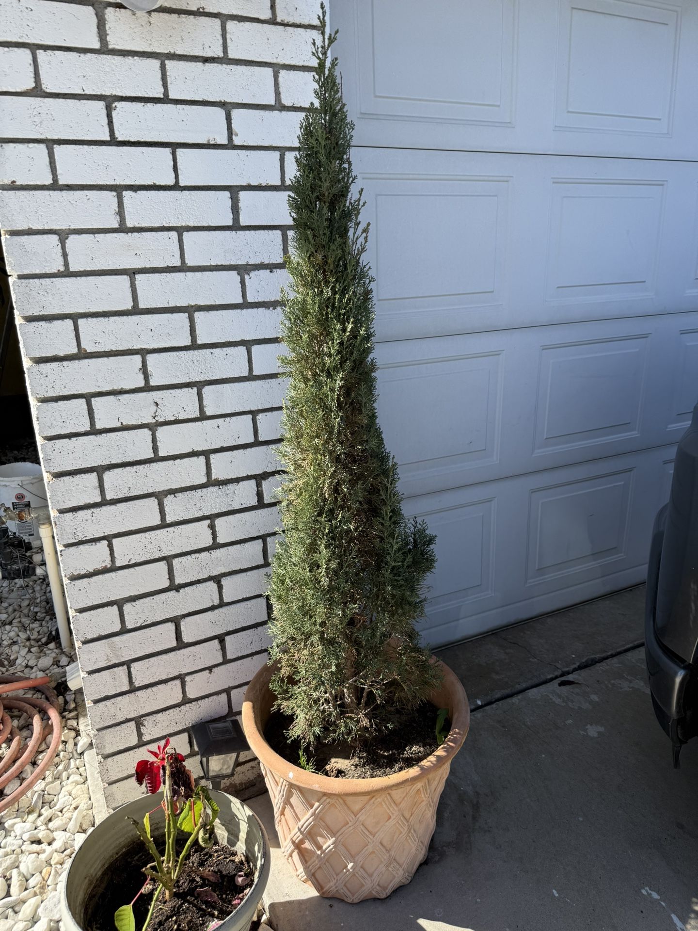 2 Young Cypress Pines