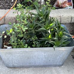 Potted Succulents
