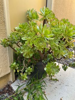 Flowers and plants for sale