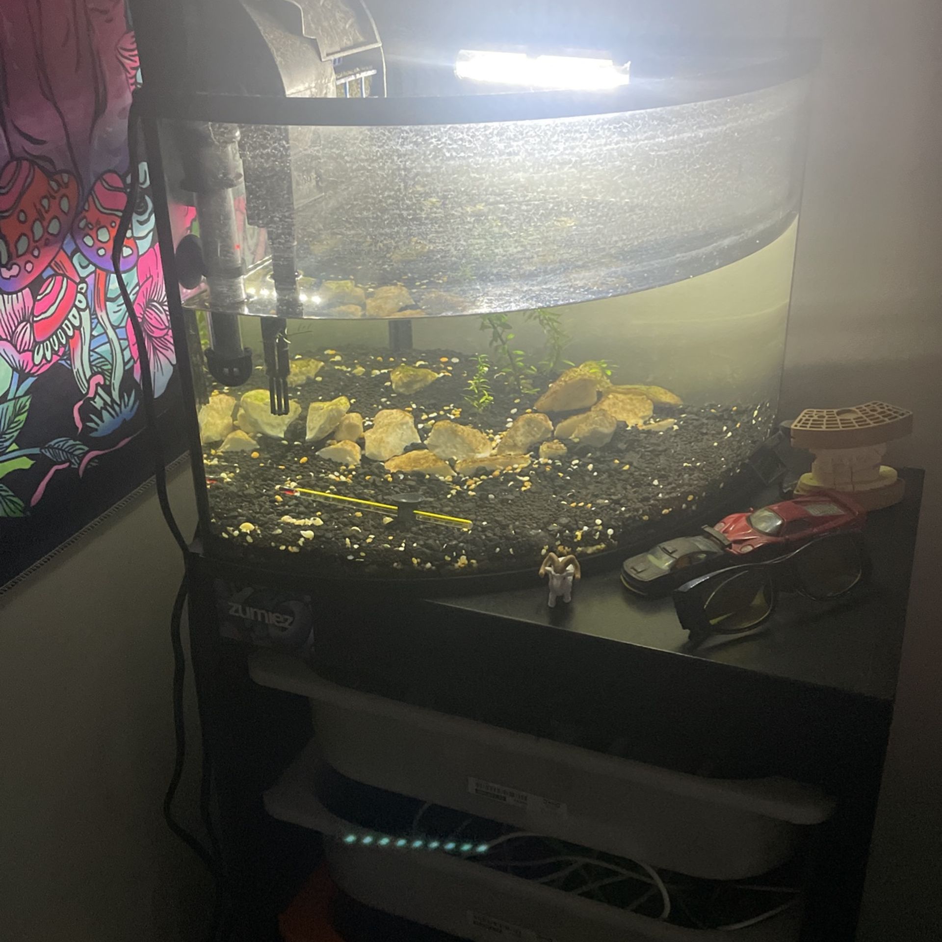 10 Gallon Corner Fish Tank