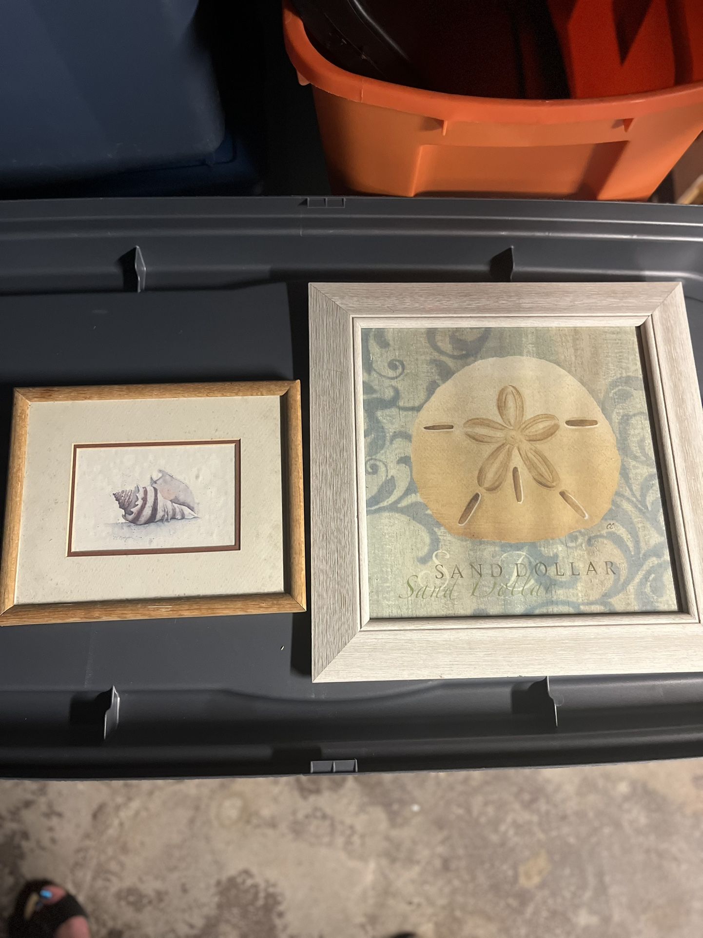 Sand Dollar and Sea Shell wall hangings