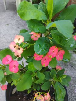 Crown 👑 thorns corona de espinas plant