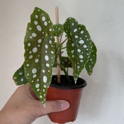 Beautiful Begonia Maculata Plant