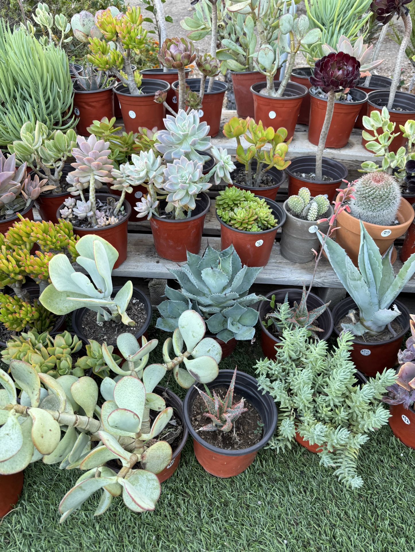 Succulents & Cactus Plants