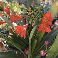 Clivia Plants
