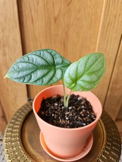 Alocasia "Nebula" (Peach pot-B)