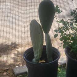 Nopal Plant