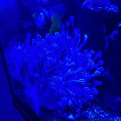 Beautiful Soft Coral 