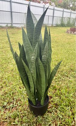 Artificial snake plant 30” tall