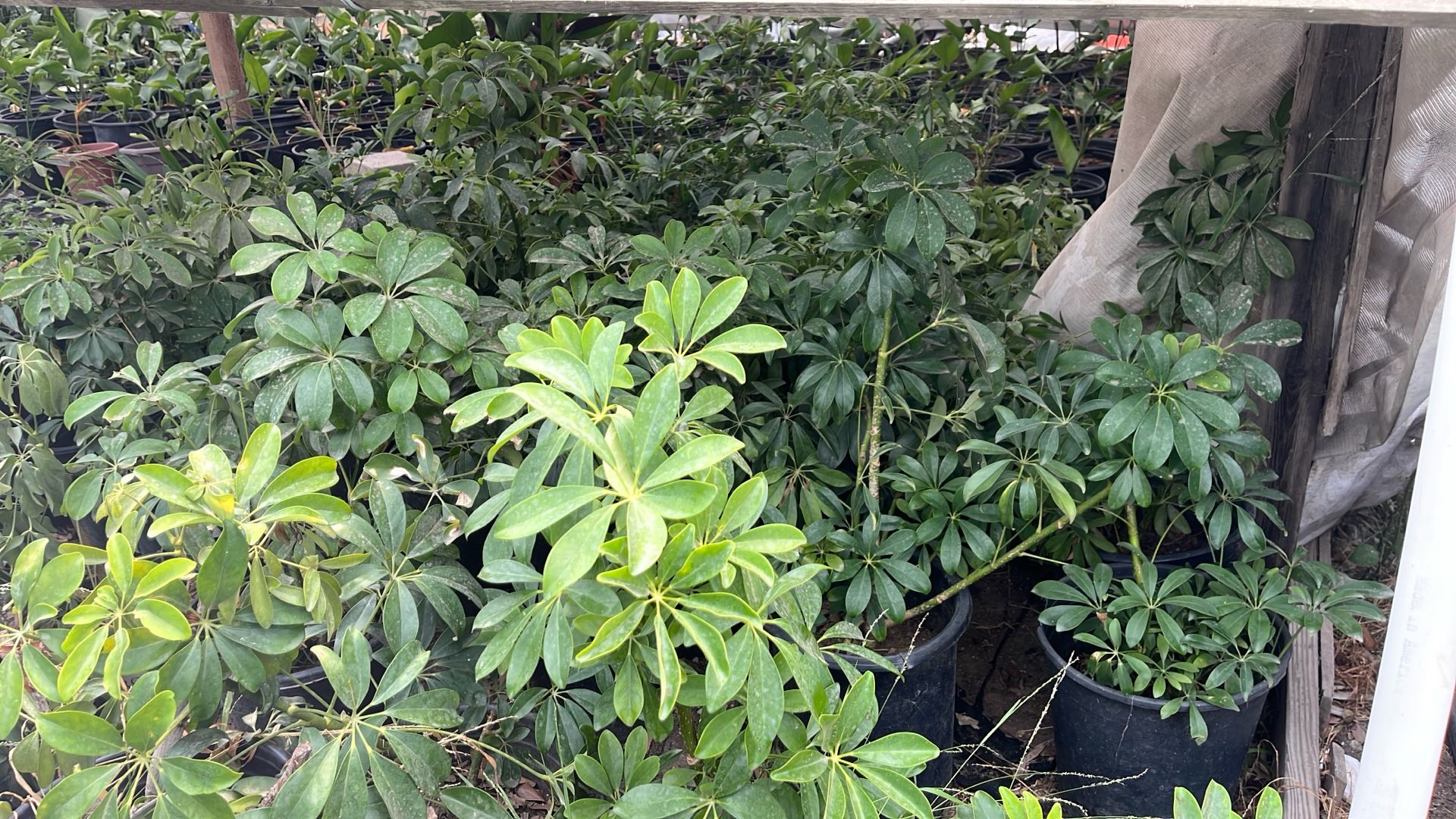 Umbrella plant