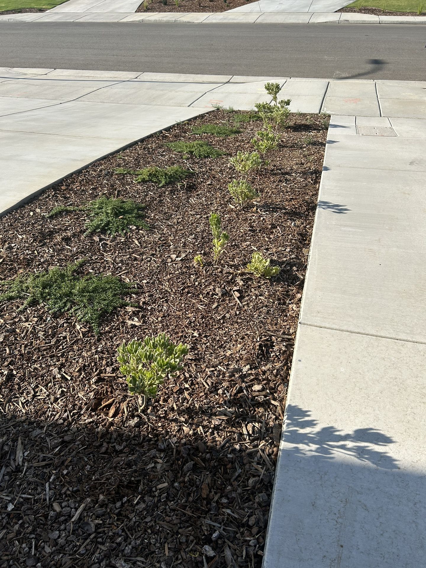 Plants For Landscaping $5 Each 