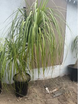 Elephant foot live plant