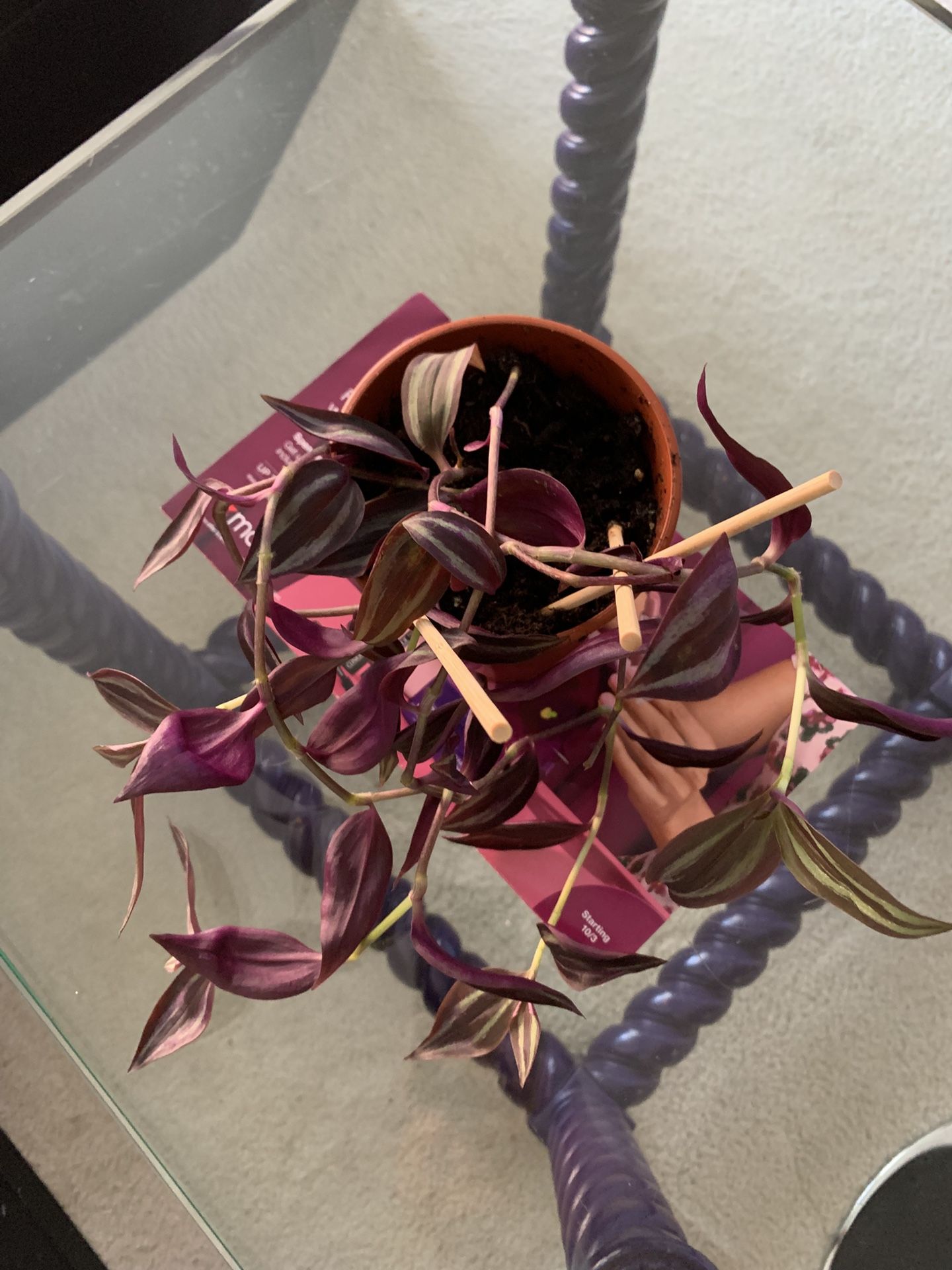 Tradescantia Live Indoor Plant In Plastic Planter