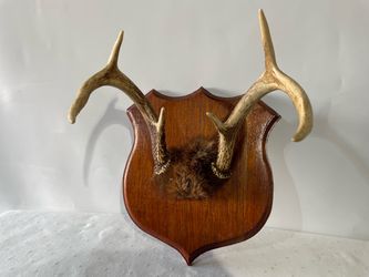 Vintage Deer Antler Rack Mounted Wood Plaque Real Horns Rustic Hunting Wall Decor