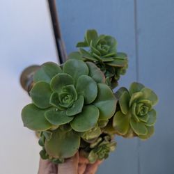Aeonium Lily Pad 