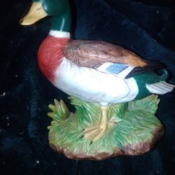 Mallard Duck 