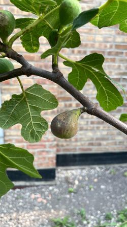 Chicago hardy fig free