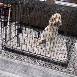 Foldable Metal  Wire Dog Crate-42 x 28 x 30 in, Black